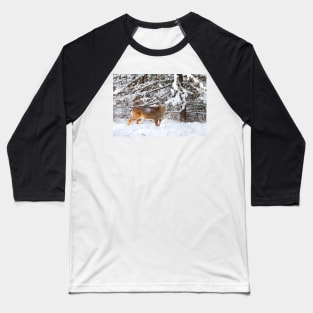 Young White-tailed Buck in snow Baseball T-Shirt